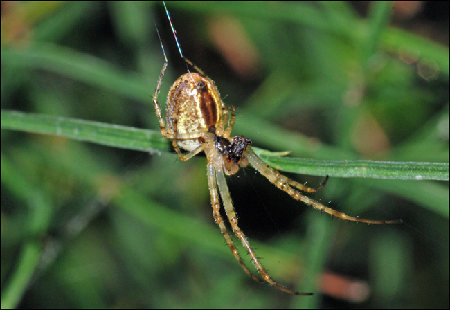 Metellina sp, maschio